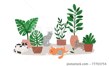 Cat relaxing near home plants 77703754