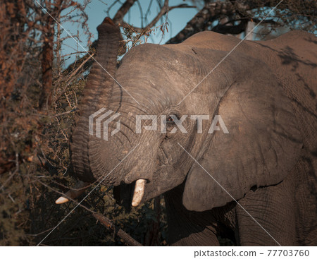 African elephant eating, South Africa African elephant eating, South Africa 77703760