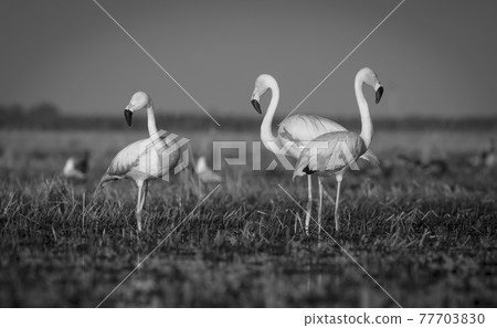 Flamingos, Patagonia Argentina 77703830