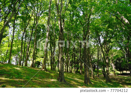4 月小金井 216 若葉 / 新鮮的綠色森林 / 武藏野公園 4 月小金井 216 若葉 / 新鮮的綠色森林 / 武藏野公園 77704212
