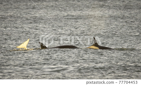 Orca Family, Patagonia Argentina Orca Family, Patagonia Argentina 77704453