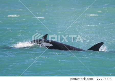 Orca Family, Patagonia Argentina Orca Family, Patagonia Argentina 77704480