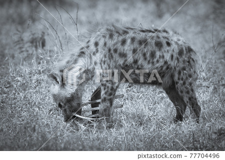 Hyena feeding, Africa Hyena feeding, Africa 77704496
