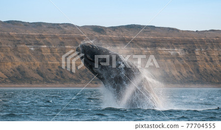 Orca Family, Patagonia Argentina Orca Family, Patagonia Argentina 77704555