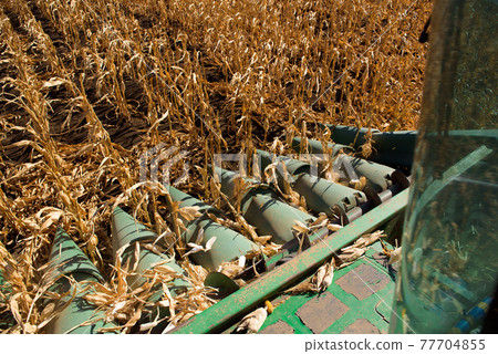 Aerial Agriculture. Wheat harvesting in the autumn. Aerial Agriculture. Wheat harvesting in the autumn. 77704855