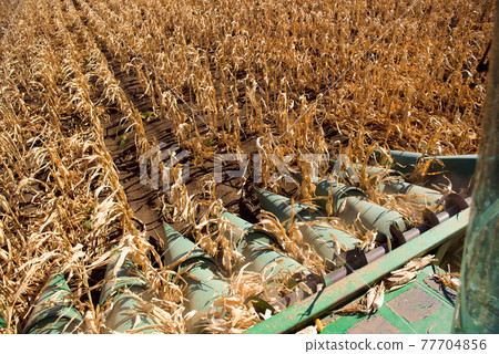 Aerial Agriculture. Wheat harvesting in the autumn. Aerial Agriculture. Wheat harvesting in the autumn. 77704856
