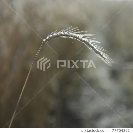 Wheat spikes ,cereal planted in La Pampa, Argentina 77704891