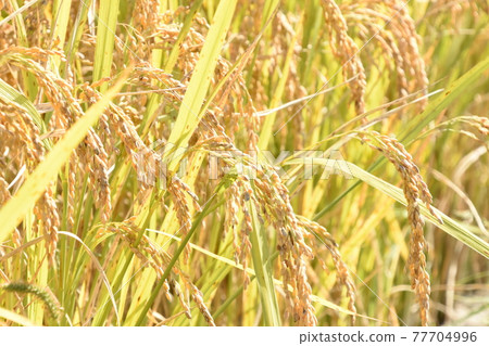 Rice ear nature Rice ear nature 77704996