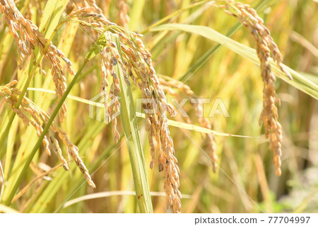 Rice ear nature Rice ear nature 77704997
