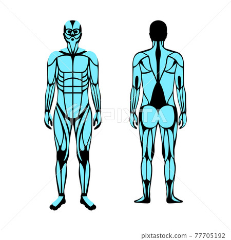 Human muscular system Human muscular system 77705192