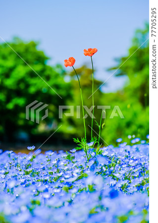 Nemophila and poppy (vertical) 77705295