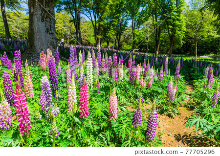 Lupine Blooming Forest 1 77705296