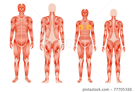 Human muscular system 77705388