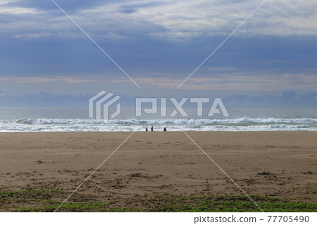 Waves crashing on Irino Beach in early spring (Kuroshio Town, Kochi Prefecture) 77705490