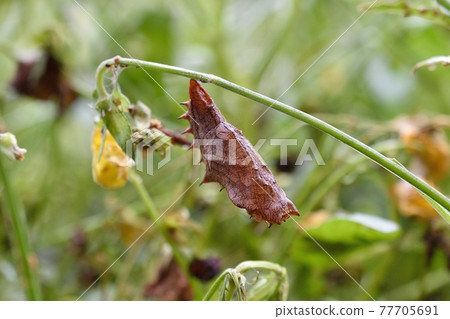 Bluefin Panther Shrimp 77705691