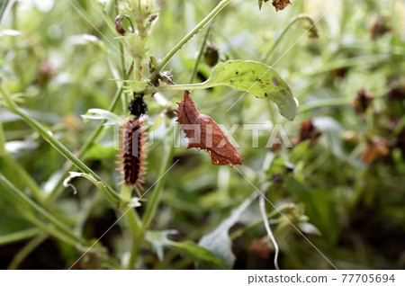 Indian fritillary chrysalis and larvae Indian fritillary chrysalis and larvae 77705694