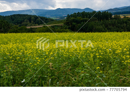Nanohana field in full bloom Nanohana field in full bloom 77705794