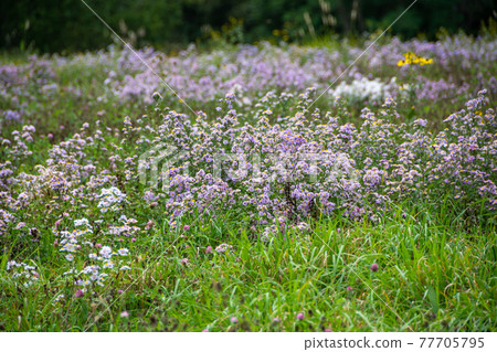 Autumn field with colorful flowers in full bloom 77705795