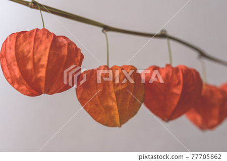 紅莓 乾燥 植物 77705862