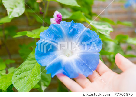 morning glory, flower, gents 77705870