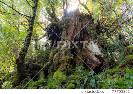 屋久島寂靜森林 77705891