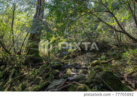 屋久島寂靜森林 77705892