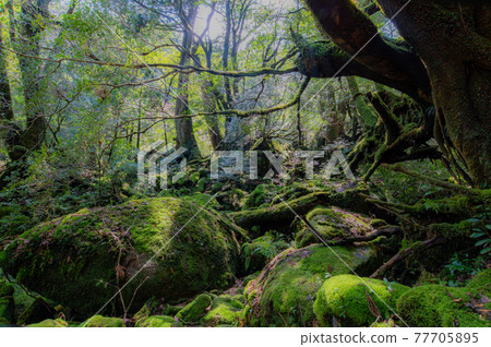 Yakushima Silence Forest Yakushima Silence Forest 77705895