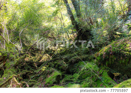 Yakushima Silence Forest 77705897