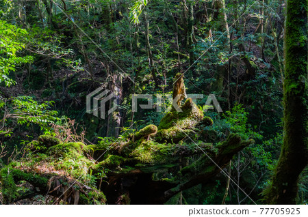 Yakushima Silence Forest 77705925