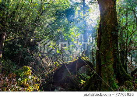 Yakushima Silence Forest 77705926