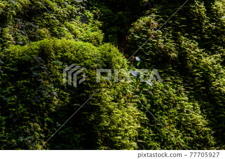 屋久島寂靜森林 77705927