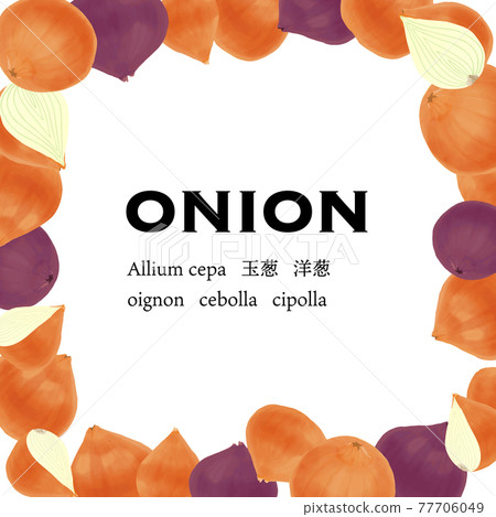 Vector illustration frame of glossy onions and purple onions 77706049