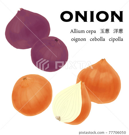Glossy onion vector illustration 77706050