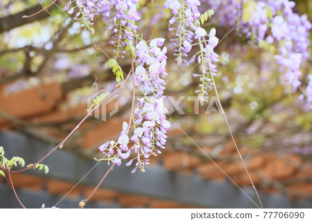 Wisteria flowers Wisteria flowers 77706090
