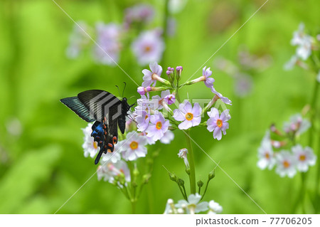 新鮮的高山黑燕尾公用日本櫻草吸吮 77706205