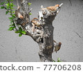 Sparrows to swarm 77706208