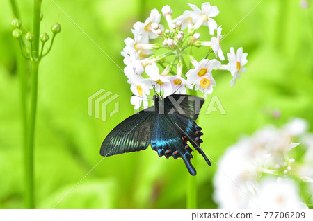 Fresh Alpine black swallowtail male sucking with Japanese primrose Fresh Alpine black swallowtail male sucking with Japanese primrose 77706209