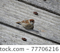 Relaxing sparrow 77706216