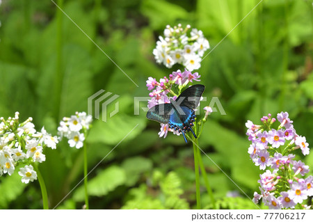 Fresh Alpine black swallowtail male sucking with Japanese primrose Fresh Alpine black swallowtail male sucking with Japanese primrose 77706217