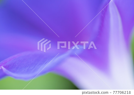 Morning Morning 77706218