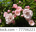 Fluffy pink roses 77706221