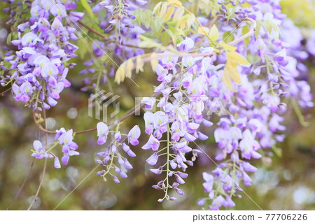 Wisteria flowers 77706226