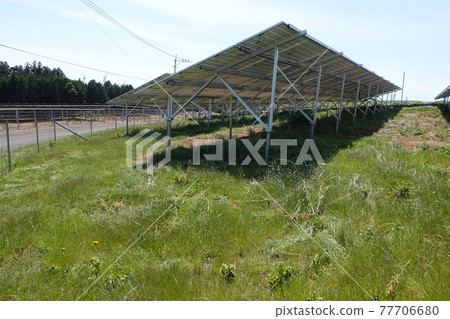 Solar power plant with overgrown weeds Solar power plant with overgrown weeds 77706680