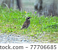 Thrush standing on the ground 77706685