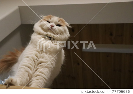 An animal looking from above, a great success 77706686
