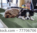 Two small dogs flirting on the sofa 77706706