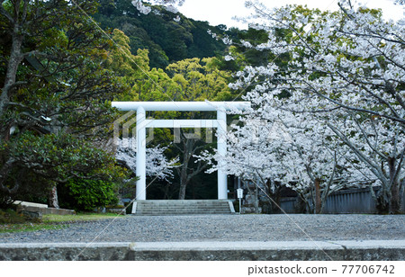 阿波神社和櫻花 阿波神社和櫻花 77706742