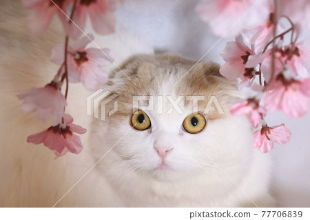 Scottish fold and sakura 77706839