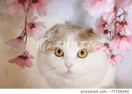Cats and cherry blossoms Cats and cherry blossoms 77706840
