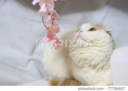 Scottish fold 77706887